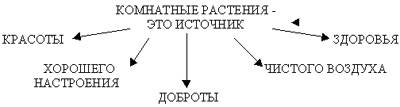 комнатные цветы комнатные цветы