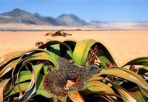 вельвічія welwitschia-mirabilis.jpg
