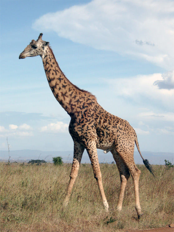 фото жираф