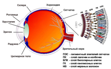 сетчатка глаза сетчатка глаза