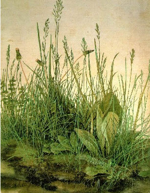 біологія, трава Grass.jpg