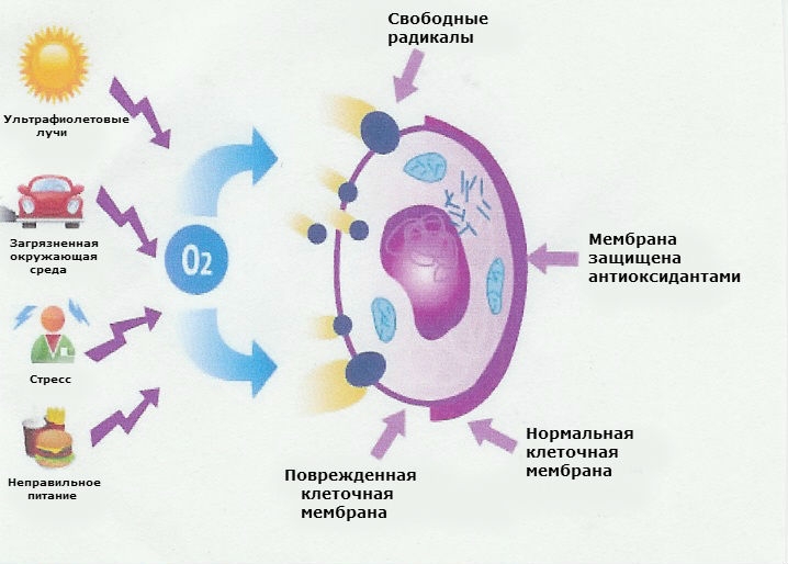 стресс стресс
