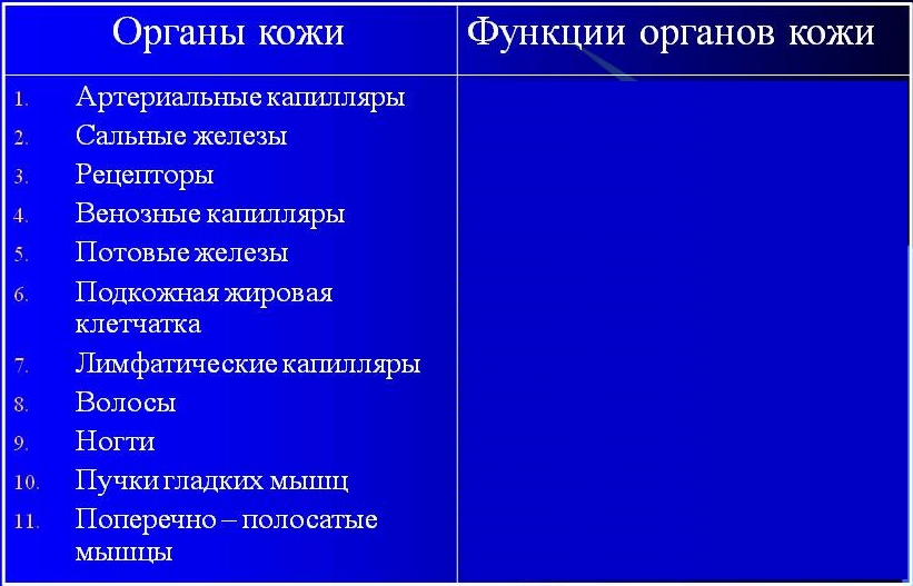 кожа кожа