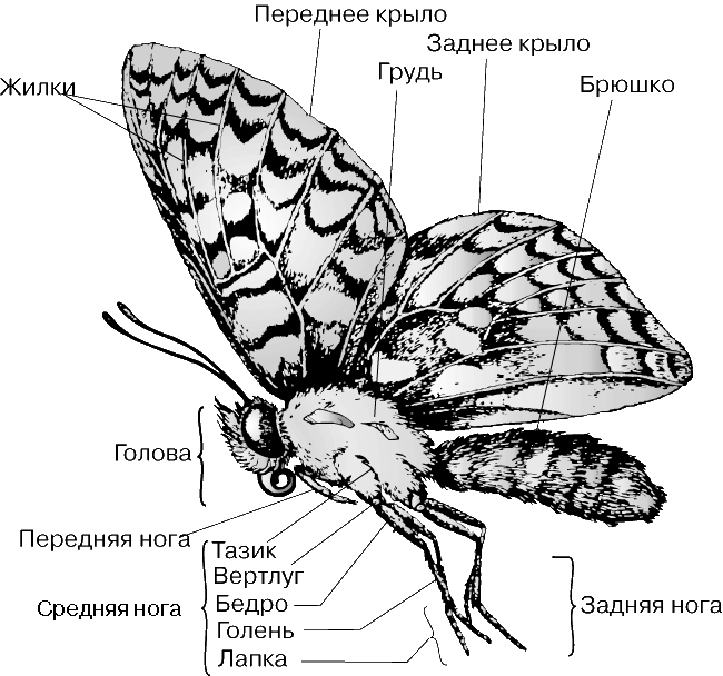 тестировщик тестировщик