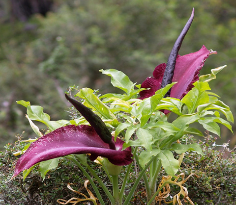 Аронник dracunculus-vulgaris.jpg