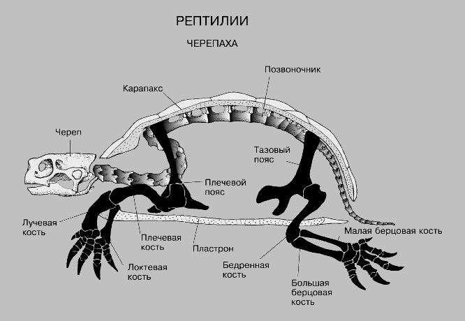 строение черепахи строение черепахи