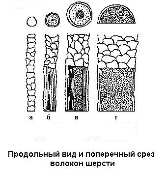 шерсть шерсть