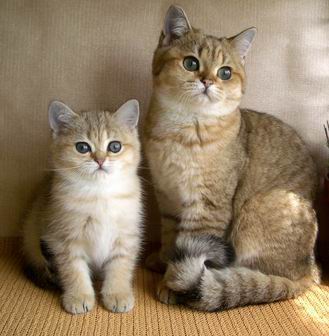 коти коти