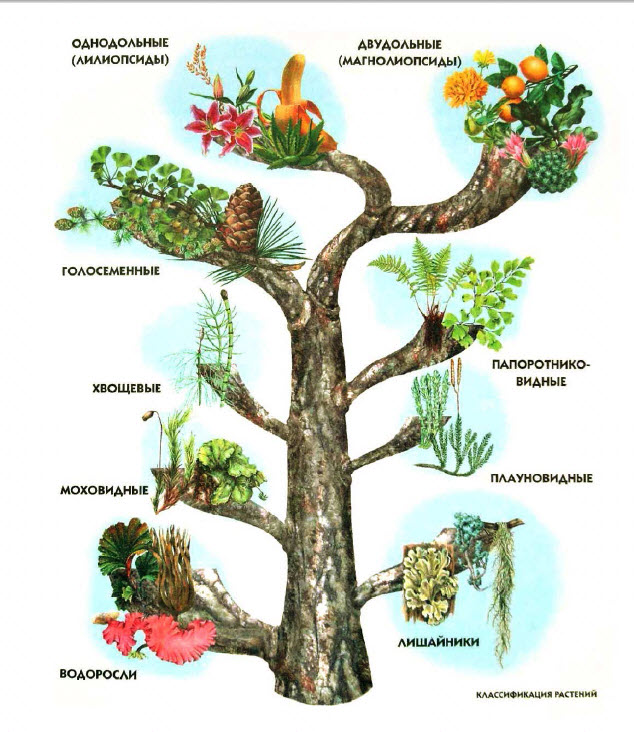 дерево Plante_r.jpg