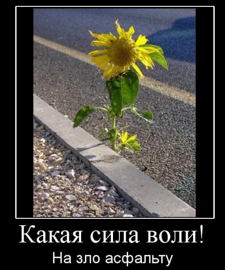 сила воли сила воли