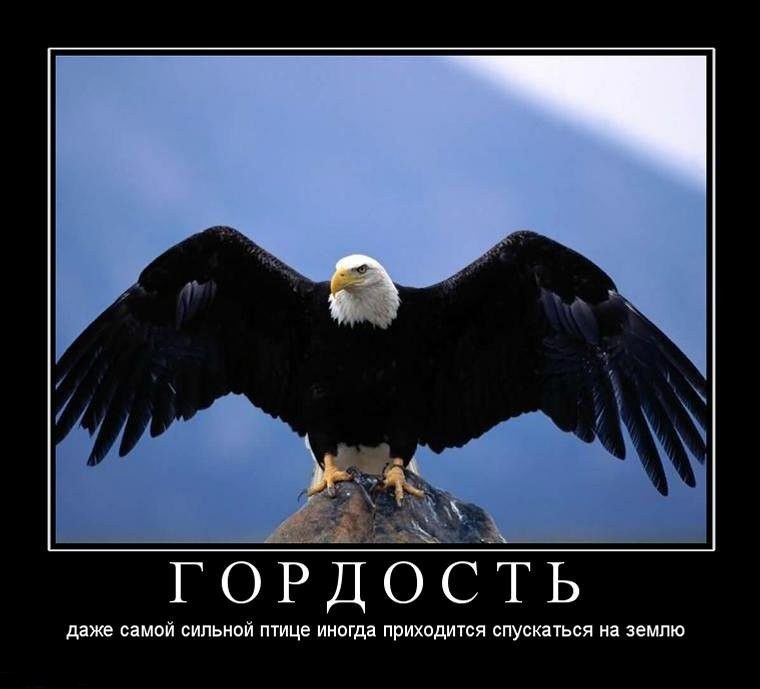 гордость гордость