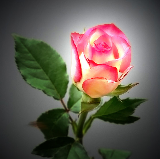 фото роза