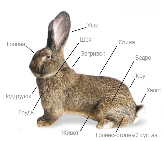 строение кролика строение кролика