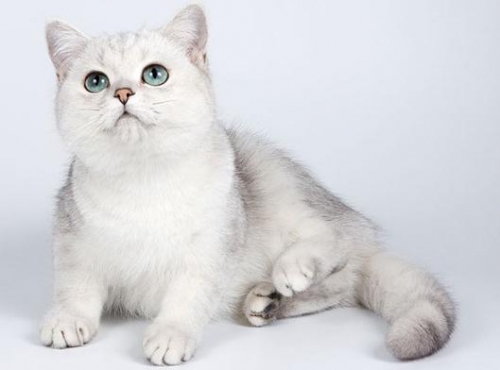 Кошки картинки 