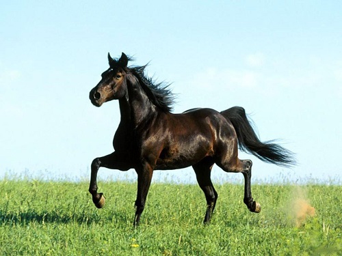 Красивые фото лошадей 