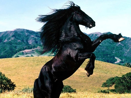 Красивые фото лошадей 