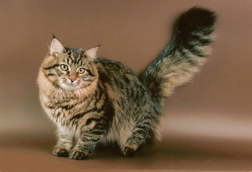 Кошки картинки 