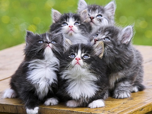 Кошки картинки 