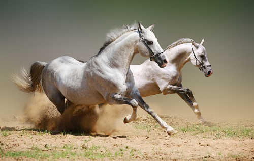 Красивые фото лошадей
