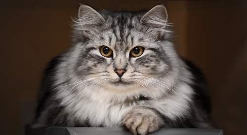 Кошки картинки 