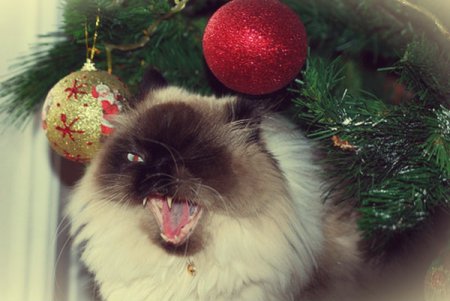 Видео прикол про кошек и новогодние елки