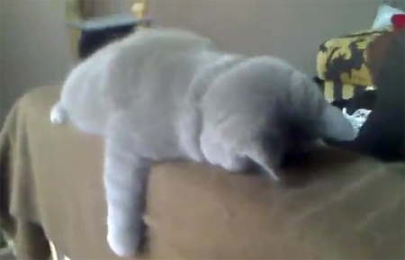 Видео прикол с котом дремой