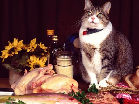 Учеными определено правильное питание кошек