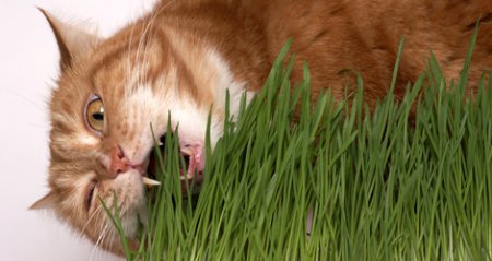 Как сохранить здоровье домашнего любимца: все о витаминах для кошек
