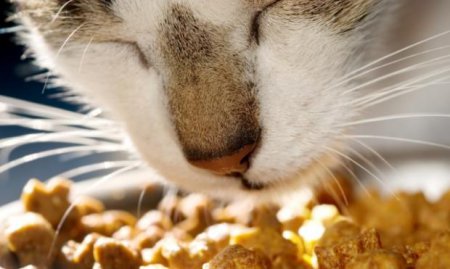 Как принимать витамины для кошек?