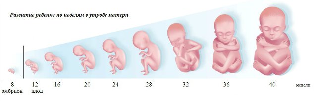 Развитие Ребенка Беременности Фото