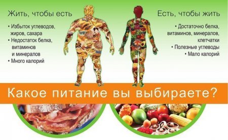 питание здорового человека