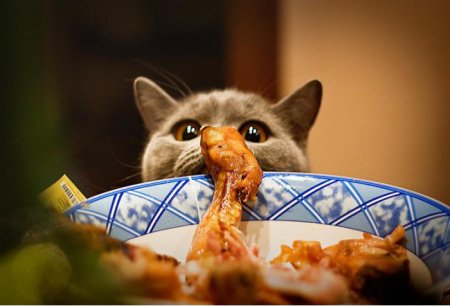 Правильное питание кошки: ТОП советов