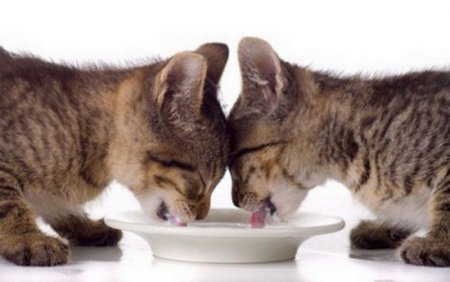 Рацион питания 3 месячного котенка