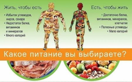Здоровое питание - это залог здоровья