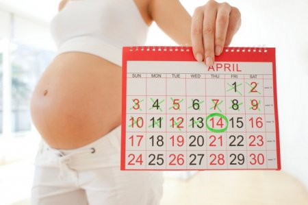 Рассчитать дату родов